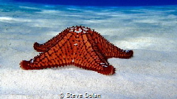 Cushion Sea Star in the Berry Islands by Steve Dolan 